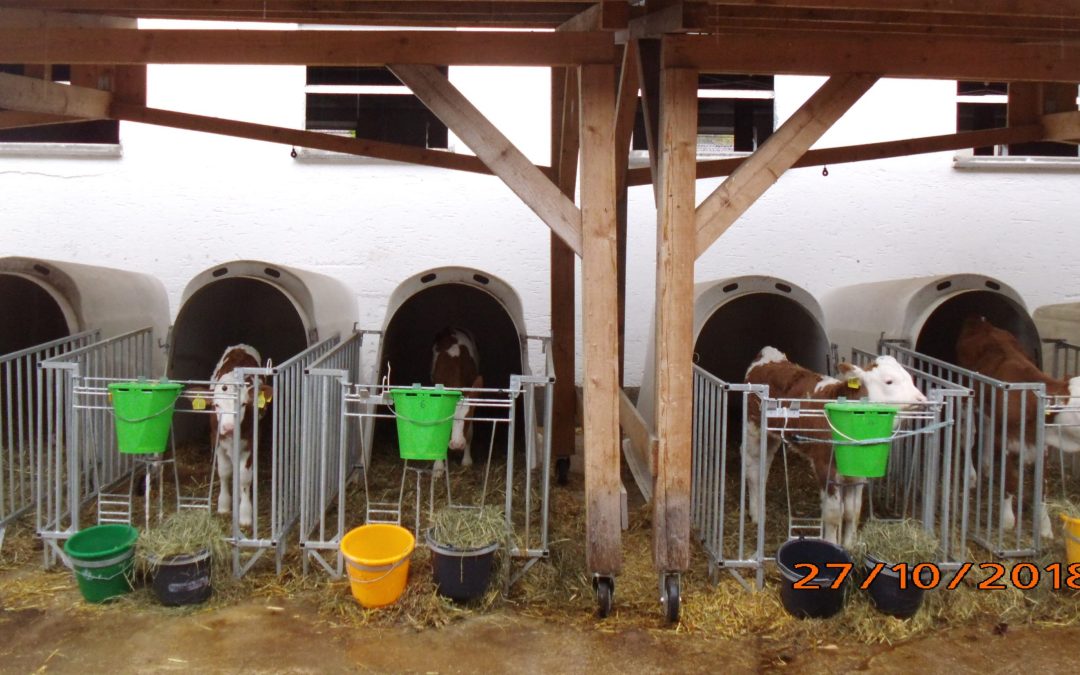 Rosenheimer Kälbertag im Gasthaus Höhensteiger
