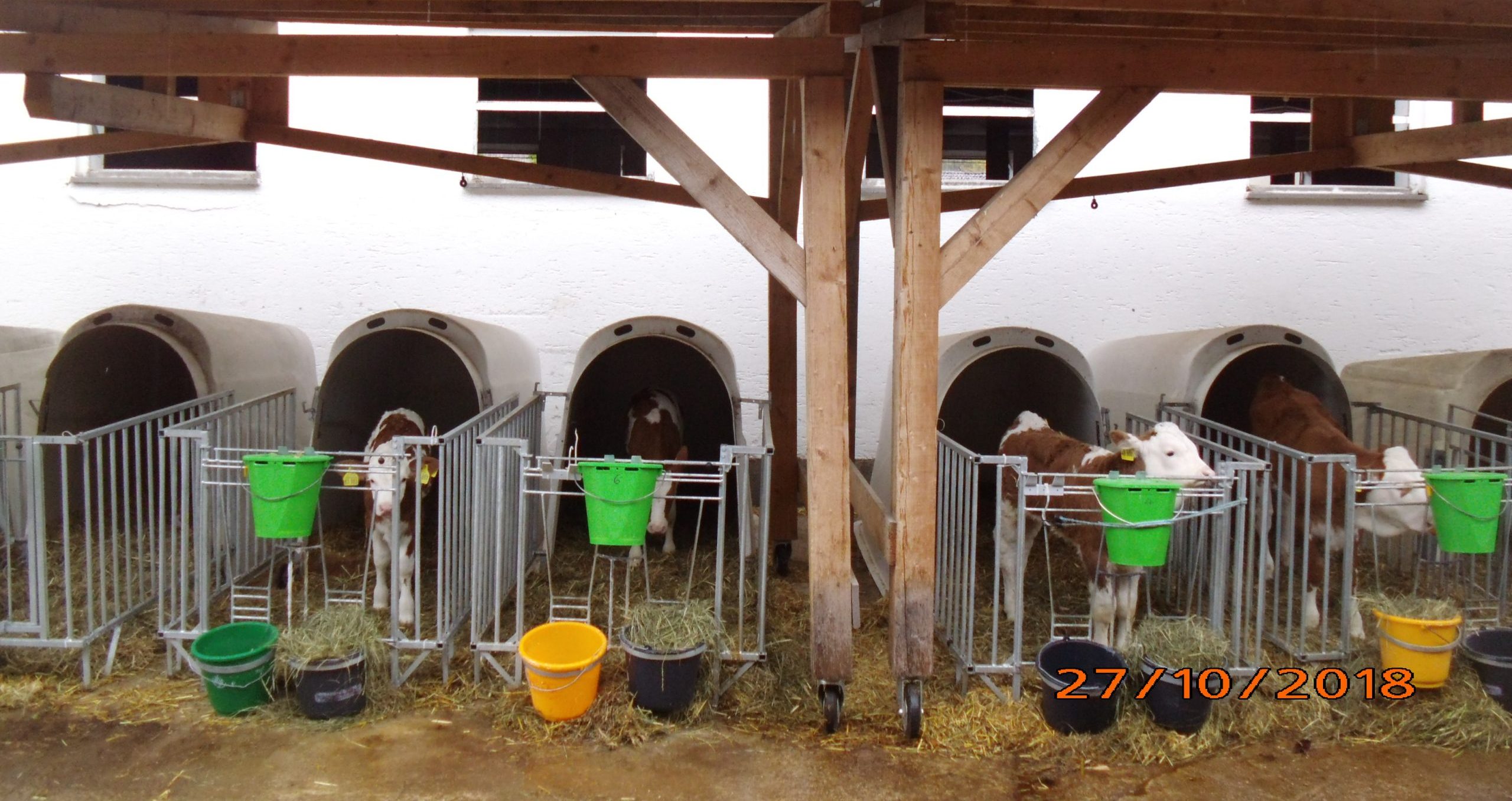 Rosenheimer_Kälbertag_2025 Xx Rosenheimer Kälbertag am 18.2.2025 Copyright AELF Holzkirchen