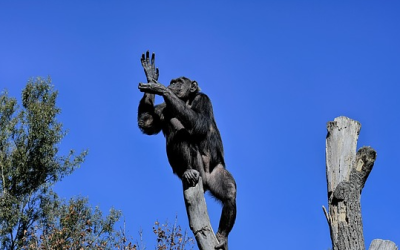 Neuzugang im Tierpark Hellabrunn: Schimpanse Jambo