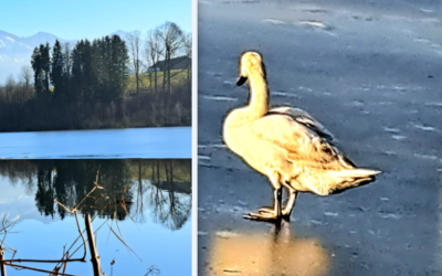 Eislaufgaudi auf dem Tinningersee: nur noch für Schwäne möglich