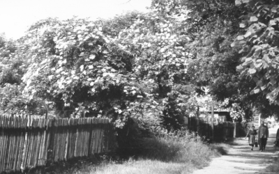 Kirchgasslweg, Rosenheim, 1960