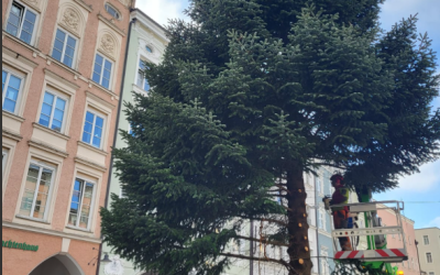 Aus für den den Rosenheimer Christbaum – aber ein Teil von ihm könnte erhalten bleiben