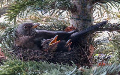 Wenn junge Vögel das Nest verlassen: LBV warnt vor gut gemeinter Hilfe