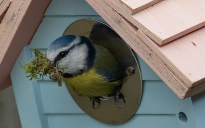 LBV ruft zur „Stunde der Gartenvögel“ auf: Rasenmäher aus, Fernglas raus