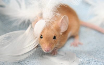 Mäuse und Kinder: Kleine Wesen, große Freunde
