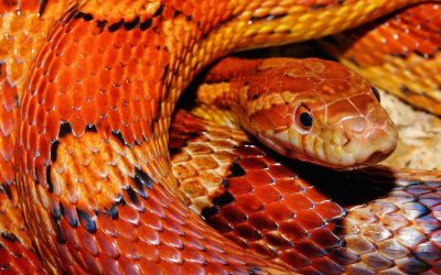 Welche Tiere im Terrarium erlaubt sind