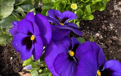 Frühling ist in Rosenheim angekommen: Stadtgärtnerei hat 7.500 Pflanzen und Blumen gepflanzt