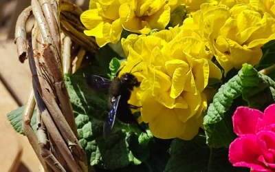 Fast wie ein Kolibri: die blaue Holzbiene ist auch in Rosenheim wieder unterwegs