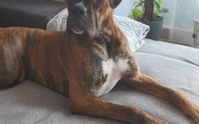 Nürnberg: Verletzter Hund Sam gesucht