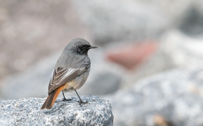 Hausrotschwanz: Vogel des Jahres kehrt heim nach Bayern