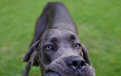 Pfaffing: 81-jähriger wird von Dogge gebissen – Zeugen gesucht