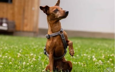 Tiere suchen ein Zuhause: Bruno ein kleiner Hund mit großem Herz