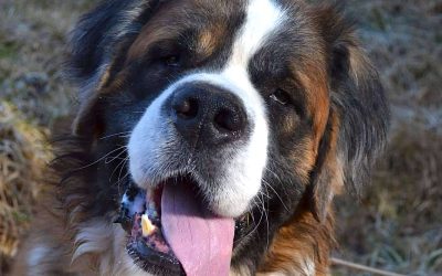 Tiere suchen ein Zuhause: Jason ein Sensibles Kraftpaket
