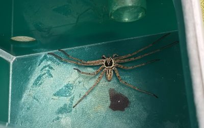 Riesenspinne sorgt für Aufregung in Rosenheimer Supermarkt