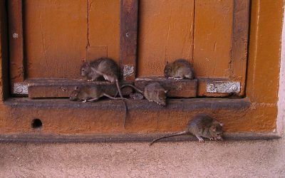 Schädlingsreport 2025: Wo in Deutschland leben die meisten Ratten und Bettwanzen?