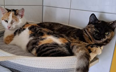 Tiere suchen ein Zuhause: Amy und Alischa lieb und frech