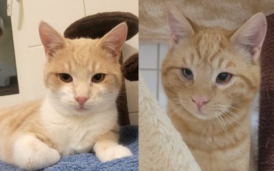 Tiere suchen ein Zuhause: Caramelo und Camillo besonders hübsche Katerbrüder