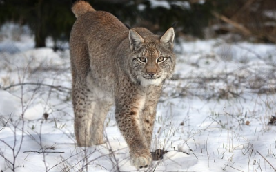 Neue Wege für die Luchs-Haltung im Tierpark Hellabrunn