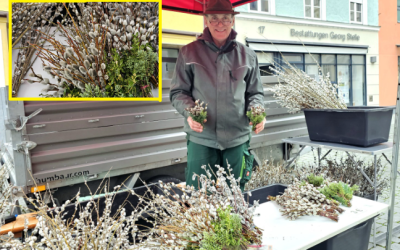 Mit den Palmzweigen für Ostern ist es heuer nicht ganz einfach