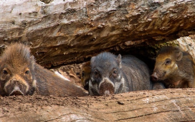 Angst vor Schweinepest in Bayern: BBV fordert effektive Kontrolle der Schwarzwildpopulation