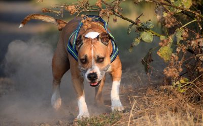 Wer Hundekot einsammelt, schützt die Umwelt