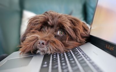 Homeoffice mit Hund: So gelingt die perfekte Balance zwischen Arbeit und Vierbeiner