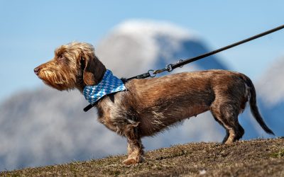 Giftköder am Wegesrand und potenziellen Gefahren im Garten für Hunde