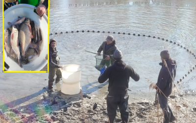 Fischrettung im Pfaffenhofener Altwasser
