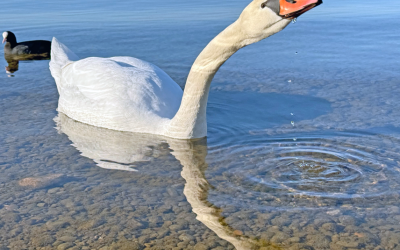 Eleganz in jedem Tropfen am Chiemsee