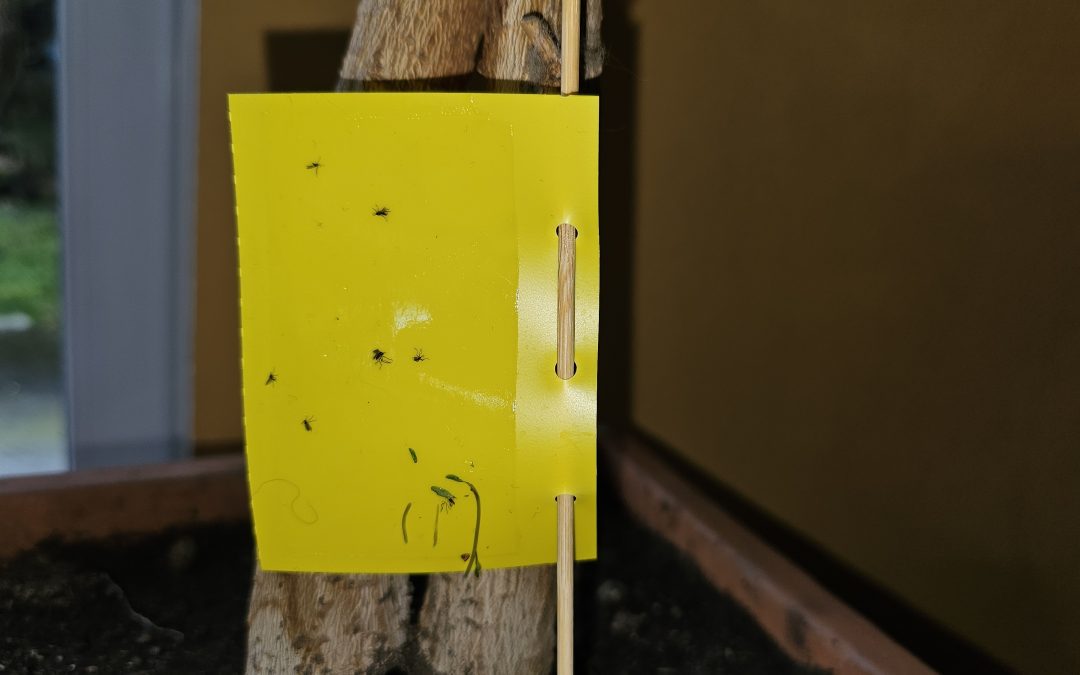 Klebefallen im Garten werden zur tödlichen Gefahr für Fledermäuse und Vögel