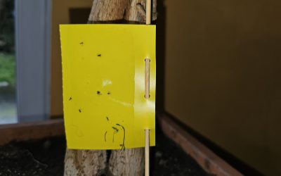 Klebefallen im Garten werden zur tödlichen Gefahr für Fledermäuse und Vögel