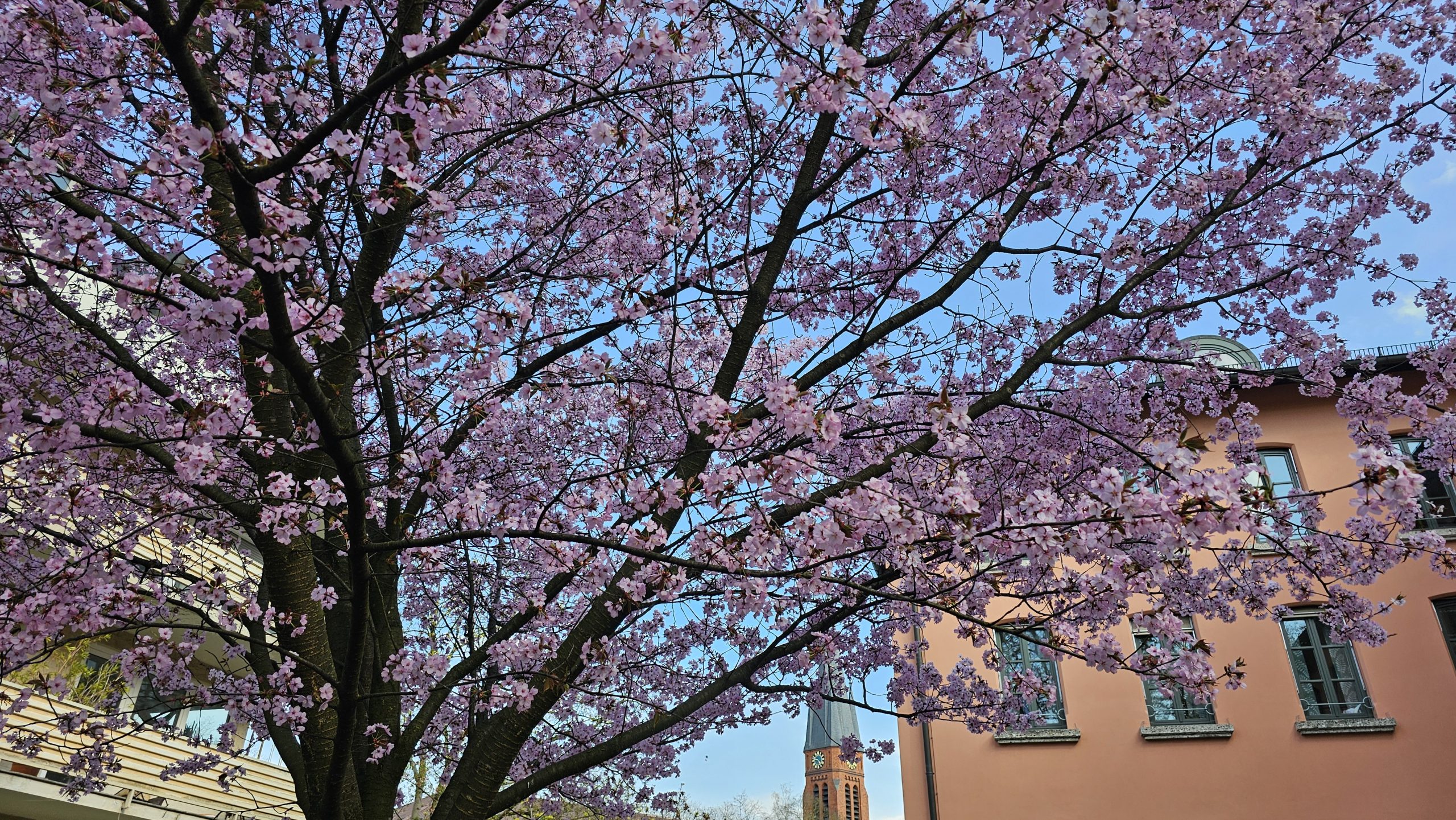 frühling Baum blüht