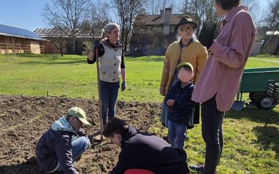 Saisonstart mit „Sieglinde“: Kartoffeln setzen im Freilichtmuseum Amerang