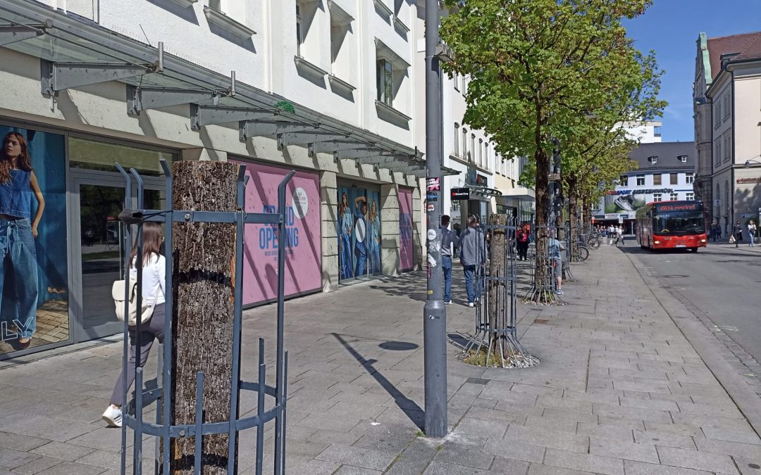 Gefällte Bäume in Rosenheims Münchener Straße – Ersatzpflanzung soll bald kommen