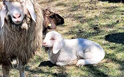 Lämmchen genießen die Ostersonne