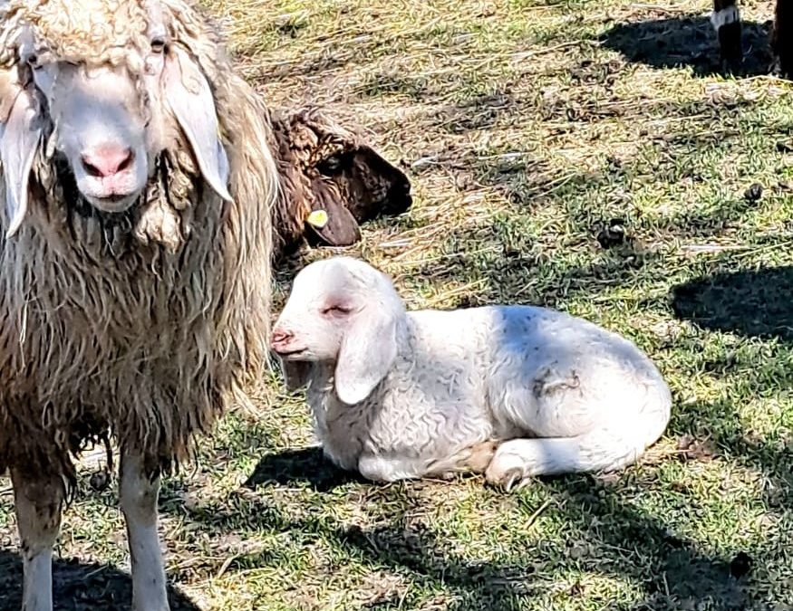 Lämmchen genießen die Ostersonne