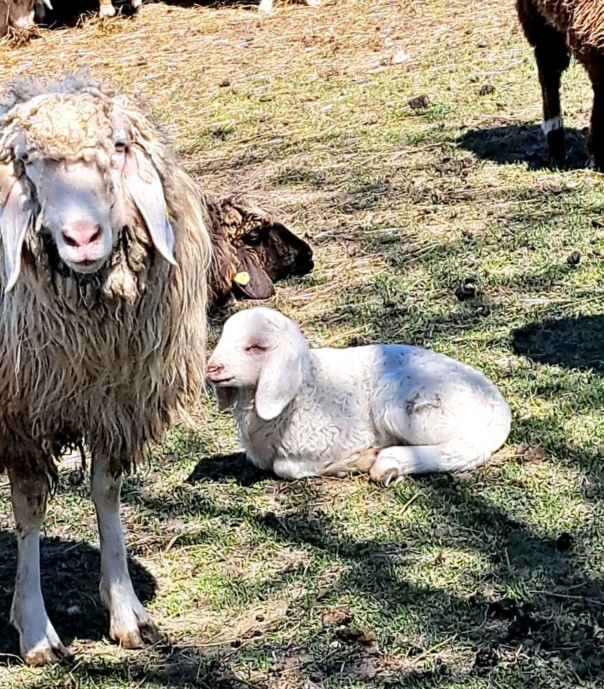 IMG-20250419-WA0006 Weißes Lamm neben seiner Mutter. Foto: Hendrik Heuser