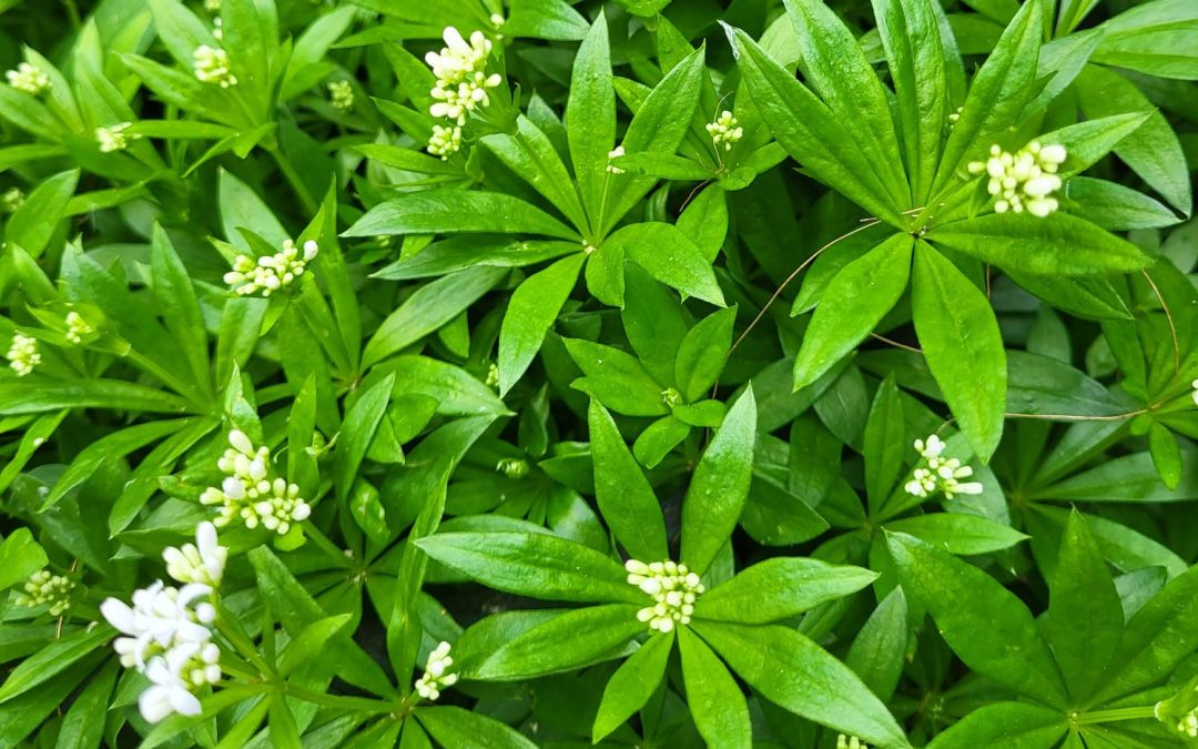 Maibowle: die „Geheimzutat“ sprießt