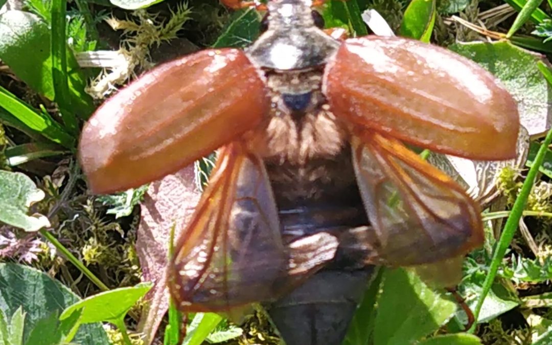 Heuer früh dran: Aprilkäfer statt Maikäfer