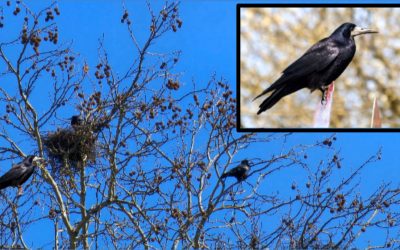 Bei den Saatkrähen hat die Brutzeit begonnen: Nicht jedem gefällt das