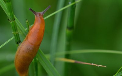 Kein Superjahr für die Spanische Wegschnecke