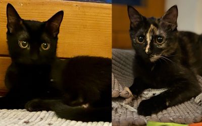 Tiere suchen ein Zuhause: Otto und Bibi von der Scheune in ein echtes Zuhause