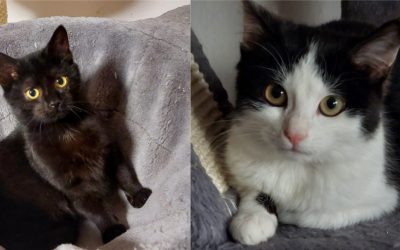 Tiere suchen ein Zuhause: Sunny und Babsi hoffen auf ein schönes Heim
