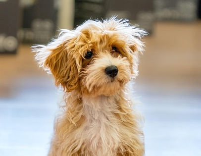 Matipoo Hund Maltopoo. Foto: re