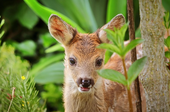 Rehkitz Rehkitz steht im Wald. Foto: re