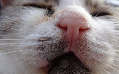 Was feine Katzennasen gerne riechen und was nicht