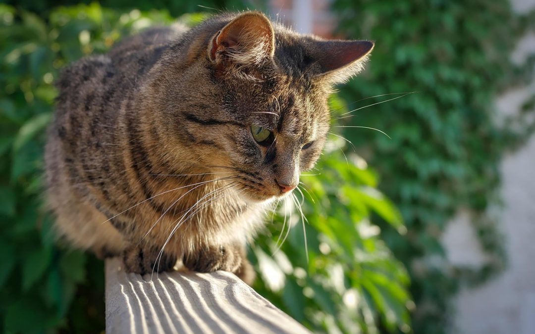 Haustiere auf dem Balkon: Regeln und Rechtliches