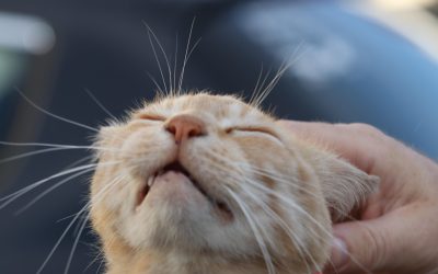 Tierisch engagiert: Ehrenamtlich im Tierheim