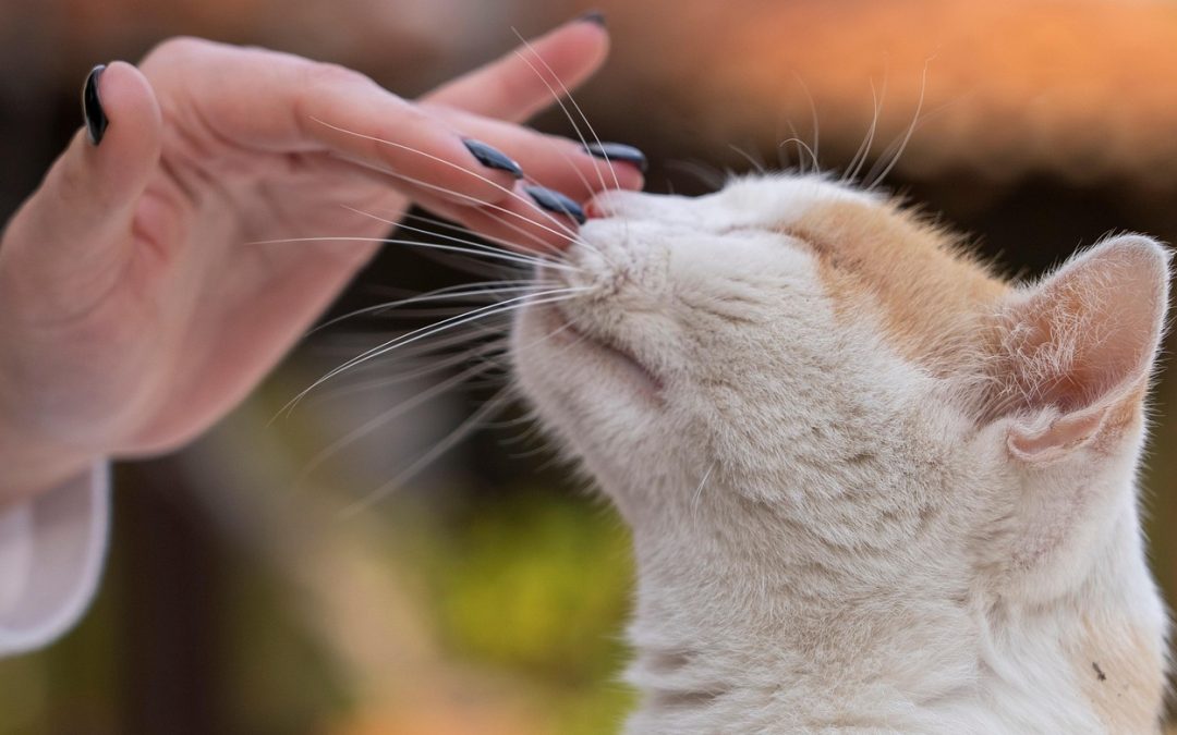 Katzenfrau sucht Schmusekater: Tierhaltung wird beim Dating immer relevanter