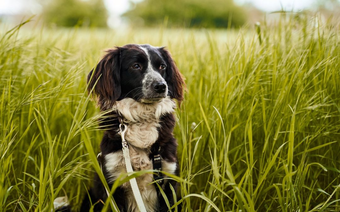 Hundebesitzer aufgepasst: Giftköder in Bernau am Chiemsee gefunden